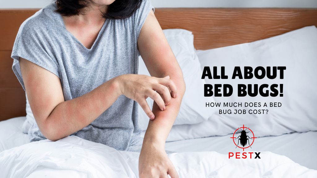 bed bug blog